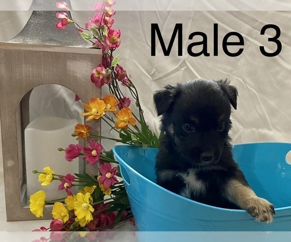 Medium Photo #13 Miniature Australian Shepherd Puppy For Sale in WHITEWATER, MO, USA