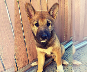 Shiba Inu Puppy for sale in MORENO VALLEY, CA, USA