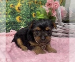Small #5 Shorkie Tzu