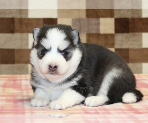 Pomsky Puppy for Sale in DENVER, Pennsylvania USA