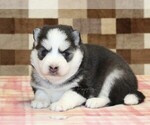 Image preview for Ad Listing. Nickname: Missy