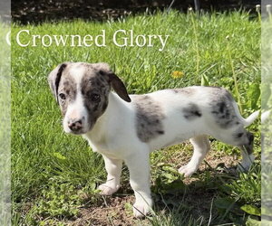 Australian Shepherd-Unknown Mix Dogs for adoption in pomfret, CT, USA