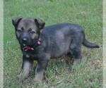 Small #1 German Shepherd Dog