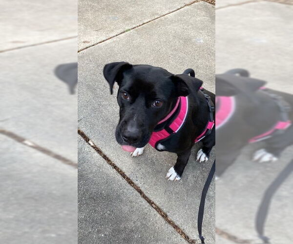 Medium Photo #8 Boxador Puppy For Sale in garner, NC, USA