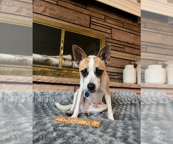 Medium Photo #5 Chihuahua Puppy For Sale in Polson, MT, USA