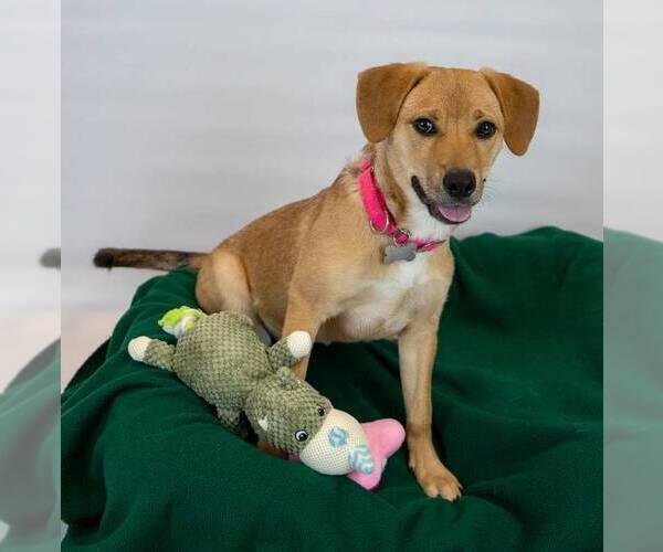 Medium Photo #9 Mutt Puppy For Sale in Kennesaw, GA, USA
