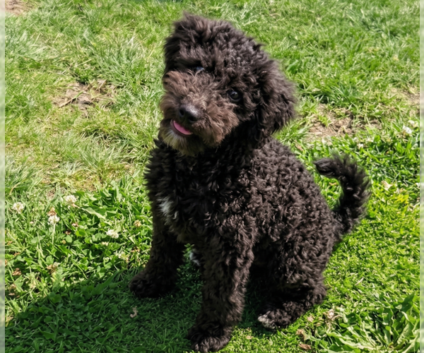 Medium Photo #8 Poodle (Miniature)-Wheaten Terrier Mix Puppy For Sale in Grovertown, IN, USA