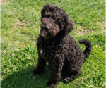 Small #7 Poodle (Miniature)-Wheaten Terrier Mix