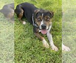 Small Photo #1 Beagle-Unknown Mix Puppy For Sale in Miami, FL, USA