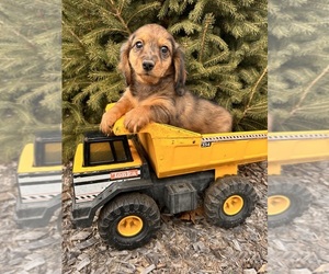 Dachshund Puppy for Sale in MIDDLEBURY, Indiana USA