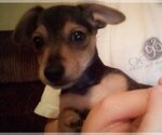 Small Photo #2 Mutt Puppy For Sale in Gulfport, MI, USA