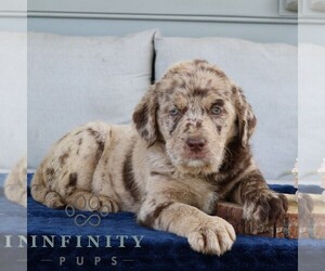 Labrador Retriever-Miniature Bernedoodle Mix Puppy for sale in NARVON, PA, USA