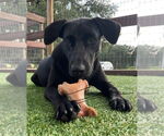 Small #2 Labrador Retriever Mix