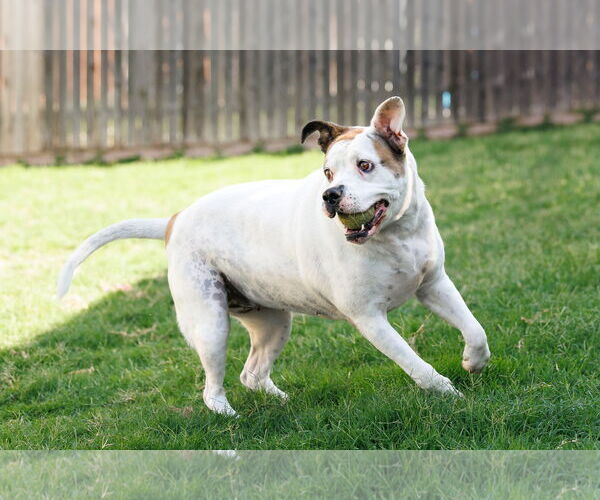Medium Photo #9 Bullboxer Pit Puppy For Sale in McKinney, TX, USA