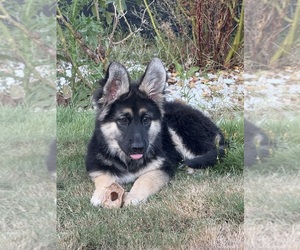 German Shepherd Dog-Siberian Husky Mix Puppy for sale in SUMNER, WA, USA
