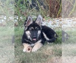 Small German Shepherd Dog-Siberian Husky Mix