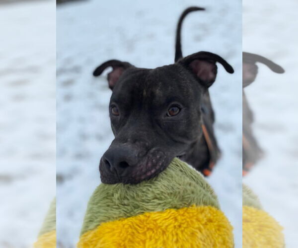 Medium Photo #12 American Pit Bull Terrier-Unknown Mix Puppy For Sale in Germantown, OH, USA