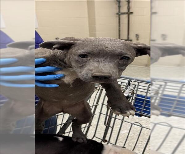 Medium Photo #1 Mutt Puppy For Sale in Conroe, TX, USA