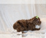 Small #6 Poodle (Toy)