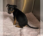 Small #2 Chihuahua Mix