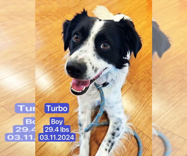 Medium Photo #2 Border Collie Puppy For Sale in West Hollywood, CA, USA