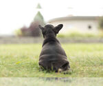 Small Photo #6 French Bulldog Puppy For Sale in WARSAW, IN, USA