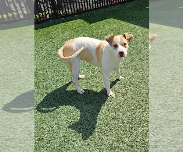 Medium Photo #15 Mutt Puppy For Sale in Rockwall, TX, USA