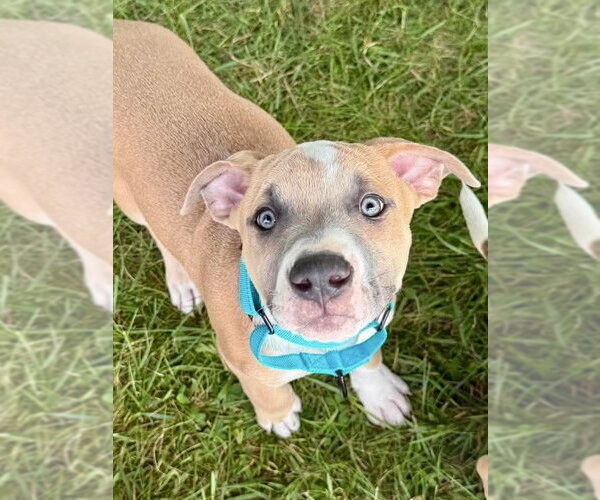 Medium Photo #11 Mutt Puppy For Sale in Wenonah, NJ, USA