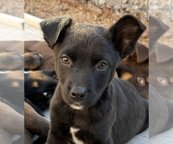 Medium Photo #1 Australian Shepherd-Unknown Mix Puppy For Sale in Bolivar, MO, USA