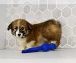 Small #35 Pembroke Welsh Corgi