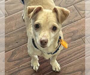 Chihuahua Dogs for adoption in Mukwonago, WI, USA