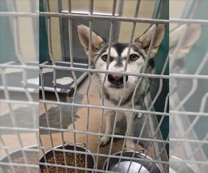 - Mix Dogs for adoption in Texas City, TX, USA