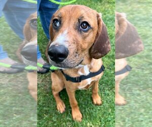 Redbone Coonhound-Unknown Mix Dogs for adoption in Boonton, NJ, USA