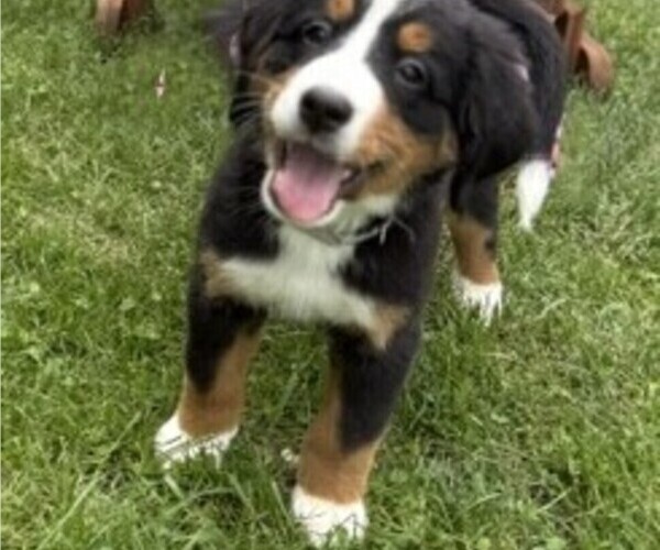 Medium Photo #33 Bernese Mountain Dog Puppy For Sale in SPRINGFIELD, OH, USA