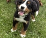 Small Photo #33 Bernese Mountain Dog Puppy For Sale in SPRINGFIELD, OH, USA