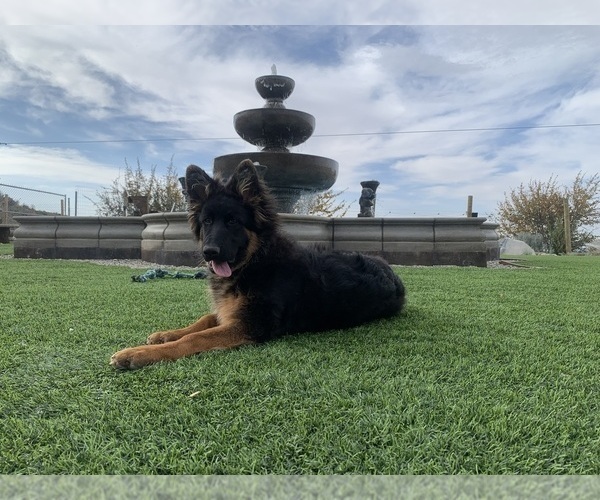 Medium Photo #37 German Shepherd Dog Puppy For Sale in PINON HILLS, CA, USA
