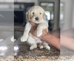 Small Photo #2 Goldendoodle Puppy For Sale in TAMPA, FL, USA