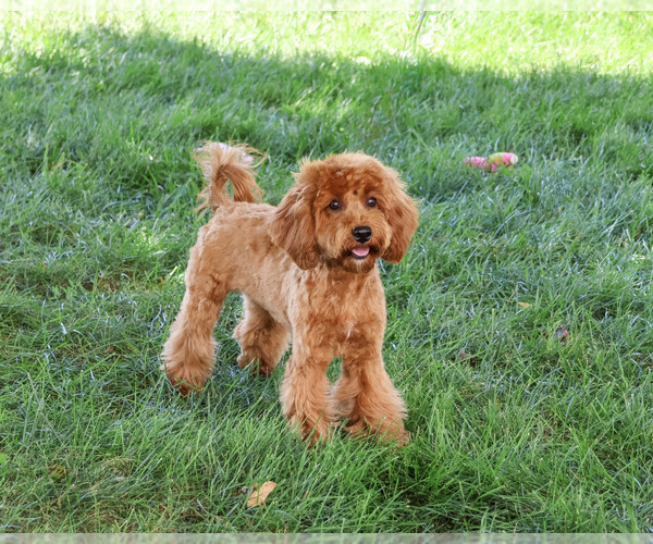 Medium Photo #4 Cavapoo (Miniature) Puppy For Sale in SYRACUSE, IN, USA