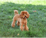 Small #3 Cavapoo (Miniature)