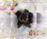 Small Photo #2 Yorkshire Terrier Puppy For Sale in DOUGLAS, GA, USA