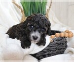 Small Photo #2 Cavapoo Puppy For Sale in JONES, MI, USA