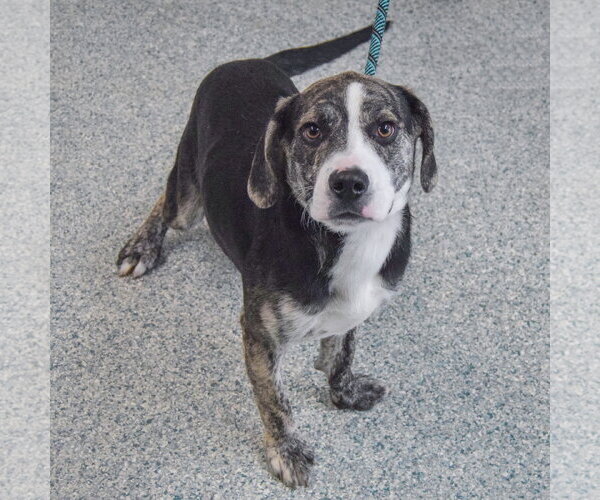 Medium Photo #5 Beagle-Catahoula Leopard Dog Mix Puppy For Sale in Huntley, IL, USA