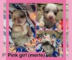 Small #6 Cardigan Welsh Corgi-Pembroke Welsh Corgi Mix