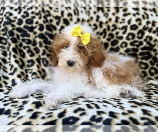 Medium Photo #9 Poodle (Miniature) Puppy For Sale in LAKELAND, FL, USA