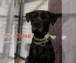 Small #23 Labrador Retriever Mix