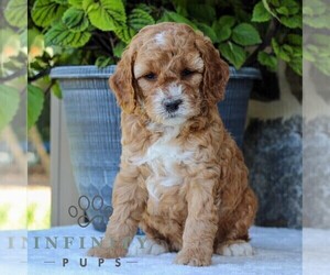 Cavapoo Puppy for sale in EAST EARL, PA, USA