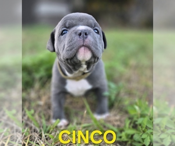 Medium Photo #24 American Bully Puppy For Sale in KISSIMMEE, FL, USA