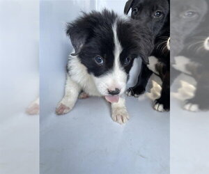 Border Collie-Unknown Mix Dogs for adoption in Houston, TX, USA