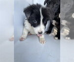 A663809 - Male Border Collie-Unknown Mix Dog for Adoption - Small photo