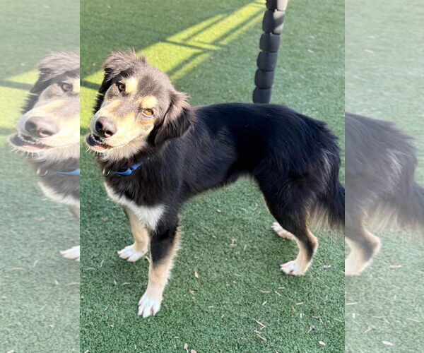 Medium Photo #3 Siberian Husky-Unknown Mix Puppy For Sale in Woodbury, NY, USA